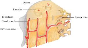 There are trabeculae in spongy bone which gives its sponge like appearance. Diagram Of Bone With Labelled Diagram Biology Structural Organisation In Animals 3326647 Meritnation Com