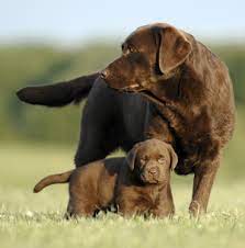 We did not find results for: Should You Adopt A Labrador