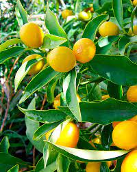 Cedro Endanea Garden Arboles Frutales Citricos