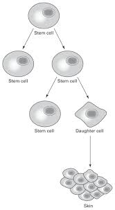Since, at the time of the roe v. When Cells Are The Cure Diabetes And Stem Cells Genetic Twists Of Fate Ncbi Bookshelf