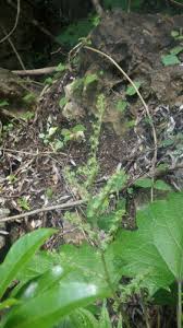 Image result for Laportea alatipes