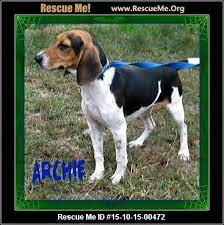 Beagle Rescue Arkansas Beagle Rescue Beagle Beagle Dog