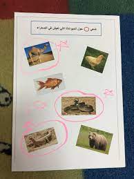 ورقة عمل لحلقة الحيوانات الصحراوية عمل جماعي
