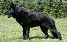 Black Gsd Germanshepherdpuppies German Shepherd Dogs Black German Shepherd German Shepherd