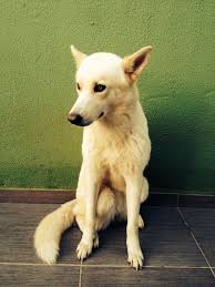 Aika Siberian Husky Real Dog Siberian Husky Lovely Creatures