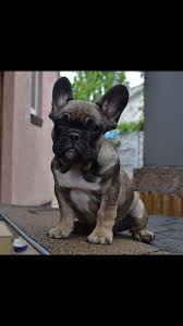 They were the 4th most popular dog breed in the uk. Quebec Investigating Dog Breeder Based Out Of Cote Saint Luc Over Animals Health Origins Montreal Globalnews Ca