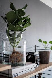 Water Plants Der Neue Pflanzentrend Pflegeleichte Zimmerpflanzen Pflanze Im Glas Pflanzen