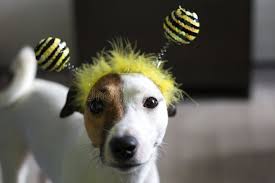 115 Jack Bee Stock Photos