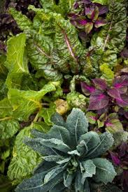 Companion Plants For Chard What Grows Well With Chard Companion Plants For Chard May Be Vegetable In Nature O Companion Planting Companion Gardening Plants