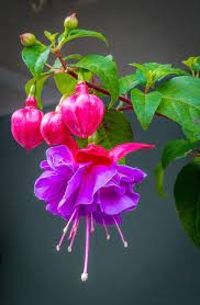 Silky Purple Fuchsia Flowers Beautiful Flowers Fuchsia Flower