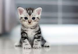Most of the time, the coverage of insurance plans offer the lowest amounts of copays on generic birth. Cat Birth Control Why You Should Use It Alternatives To Spaying Pl Prettylitter