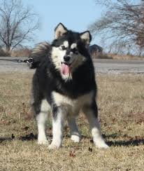 Alaskan malamutes is bred and design as sled and pack dogs, and they remain faithful to the pack. Giant Alaskan Malamute Puppies For Sale Alaskan Malamutes Kodiak I Am Totally Getting On Alaskan Malamute Puppies Giant Alaskan Malamute Alaskan Malamute