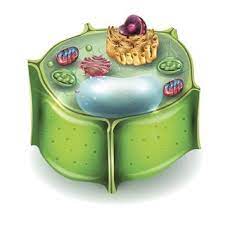 We did not find results for: Unique And Imaginative Tips On How To Make A 3d Plant Cell Model Biology Wise