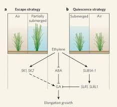 It will become more due to the absence of carbon dioxide. Genetics Of High Rise Rice Nature