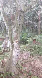 Sebagian lahan mini memang diserang monyet liar. Kenatahu Petua Halau Monyet Petua Utk Elak Gangguan Facebook