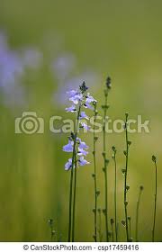 Purple Flowers Tall Grass With Small Purple Flowers Canstock