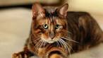 Toyger Cats For Sale | Urban Exotic Cats | Cat Breeders CA