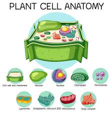 The plant cell is surrounded by a cell wall which is involved in providing shape to the plant cell. Anatomy Of Plant Cell Biology Diagram Illustration Tasmeemme Com