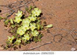 Image result for Grielum