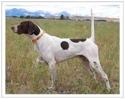 jim heckert kennels pointers and bird dog training bird dogs german shorthaired pointer german shorthaired pointer dog