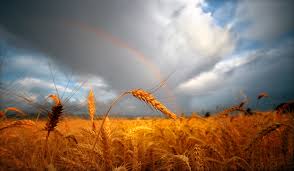 Image result for images Believing God for an Abundant Harvest