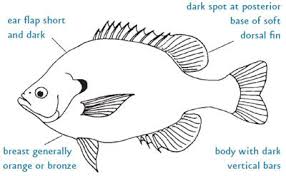 Sunfish coloring page from ocean sunfish category. Bluegill From Nc Wins Ncpedia