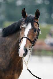 Longines Global Champions Tour Of Valkenswaard 2018 Hello Shelby C Lgct Stefano Grasso Horse Equestrian Cute Horses Beautiful Horse Pictures