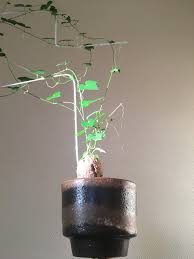 Image result for Momordica boivinii