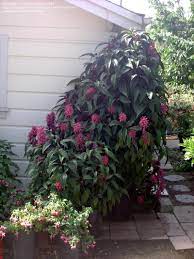 We did not find results for: Plantfiles Pictures Justicia Brazilian Plume Flower Huntington Justicia Carnea By Pedrickscorner