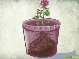 The earlier you try to remove the seedling and its roots, the easier it will be, especially if you water down the area first. How To Plant A Bare Rooted Rose Bush In A Pot 8 Steps