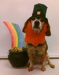 Rhinestone Beagle Happy St Patrick S Day Dog Calendar Dog Photoshoot St Patrick S Day Crafts
