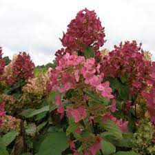 Гортензия «hydrangea pan» «mega mindy». Hydrangea Paniculata Mega Mindy