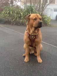 Joel mamabolo, the animal registrar in south africa, demanded proof that the black boerboel was indeed a boerboel and not a mix of breeds before it could be sold in black colors. Rottweiler Mastiff Mix Puppies For Sale Off 70 Www Usushimd Com