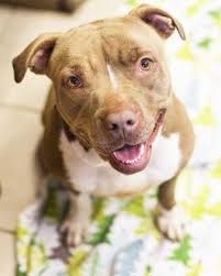 Pin On Help Shelter Dogs