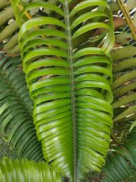 Image result for Encephalartos aplanatus