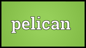 When fish congregate in the shallows. Pelican Meaning Youtube