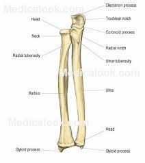 You will not be able to test with them as there will be multiple answers that are the same. Radius And Ulna Anatomy Bones Human Anatomy Anatomy