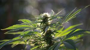 The Effect Of Uv Light On Plants Black Lights For Weed