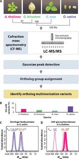 Multimerization variants as potential ...
