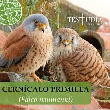 La población de este tipo de halcón se concentra en los cultivos cerealistas de secano de tafalla y miranda de arga. Cernicalo Primilla Falco Naumanni Tentudia Turismo