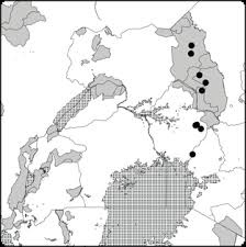 Image result for Eleusine kigeziensis