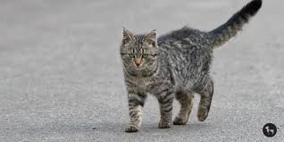 ‪30 Popular Cat Breeds In India (Updated)‬‏