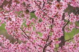 Image result for Prunus