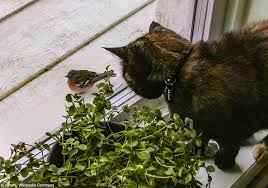 L'hiver, la vie des chats errants est particulièrement difficile. Comment Proteger Les Oiseaux Des Chats Ornithomedia Com