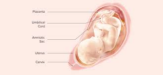 40 weeks pregnant no contractions but a lot of pressure. 36 Weeks Pregnant Symptoms And Baby Development Pampers