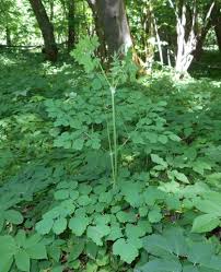 Kết quả hình ảnh cho Thalictrum foliolosum