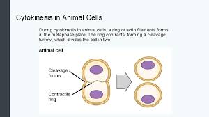 Cytoplasmic division begins during or after the late stages of nuclear division in mitosis and meiosis. Cell Division Biology For Majors Introduction To Cell