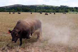 African Farm Resource Centre Why Your Cattle Are Aggressive Aggression In Cows And Bulls Is Influenced By Internal And External Factors Some Of Them Are Genetically Inclined To Be Aggressive While