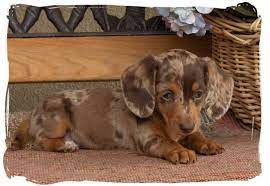 An adult, slightly older dog is potty trained, well behaved, won't chew everything up and is civilized. Dachshund Breeders Mn Petsidi