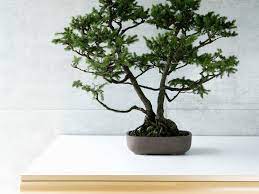 Bonsai Tree Meaning And Uses In Feng Shui
